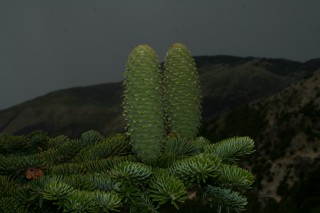 Abies nebrodensis