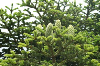 Abies nebrodensis