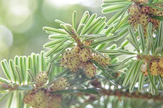Abies nebrodensis