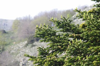 Abies nebrodensis