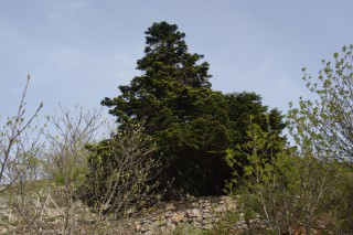 Abies nebrodensis