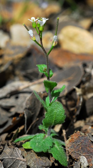 Arabis kennedyae