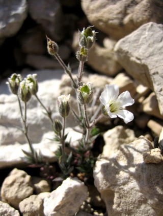 Arenaria bolosii