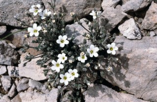 Arenaria bolosii