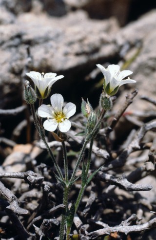 Arenaria bolosii