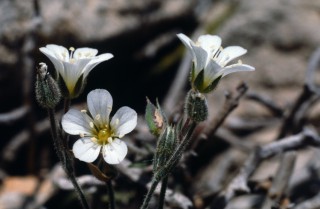 Arenaria bolosii