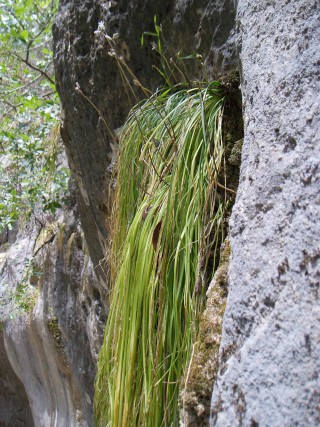 Brimeura duvigneaudii