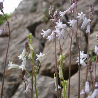 Brimeura duvigneaudii