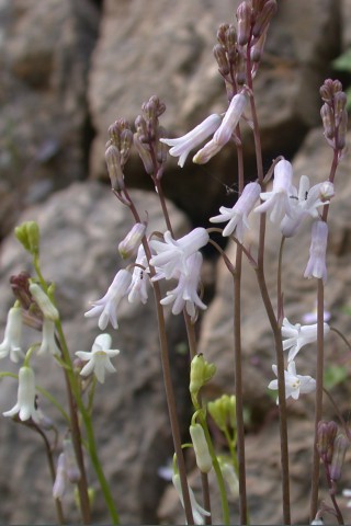 Brimeura duvigneaudii