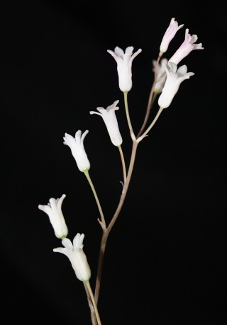 Brimeura duvigneaudii