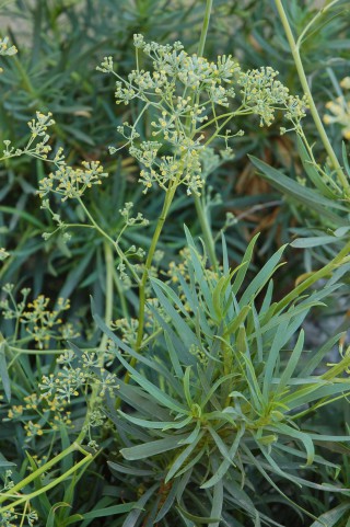 Bupleurum dianthifolium