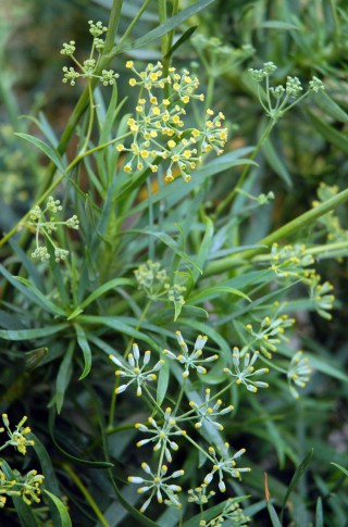 Bupleurum dianthifolium
