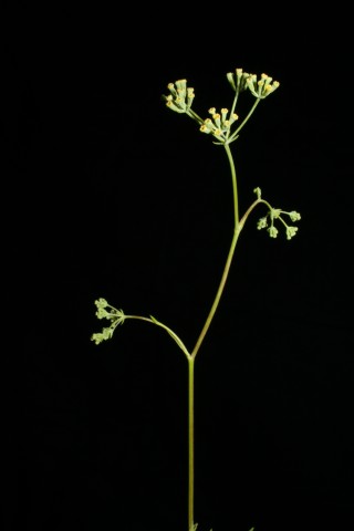 Bupleurum dianthifolium