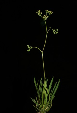 Bupleurum dianthifolium