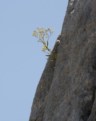 Bupleurum kakiskalae