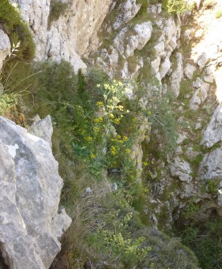 Bupleurum kakiskalae