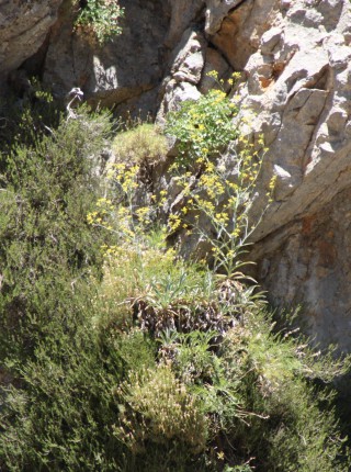 Bupleurum kakiskalae