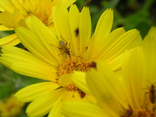 Calendula maritima