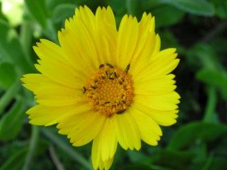 Calendula maritima