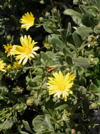 Calendula maritima