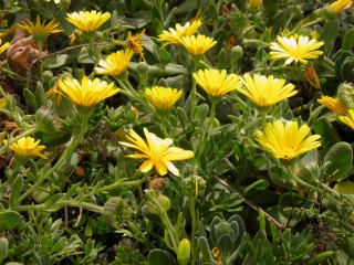 Calendula maritima
