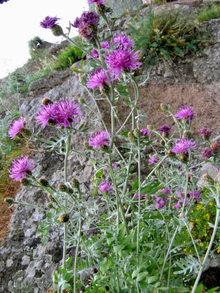 Centaurea gymnocarpa