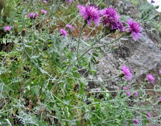 Centaurea gymnocarpa