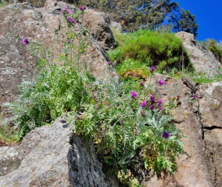 Centaurea gymnocarpa