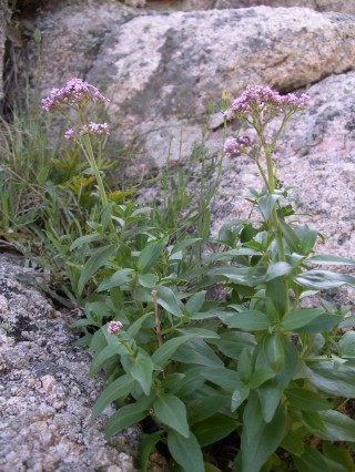 Centranthus trinervis