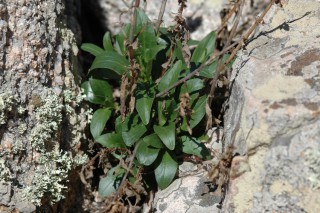 Centranthus trinervis