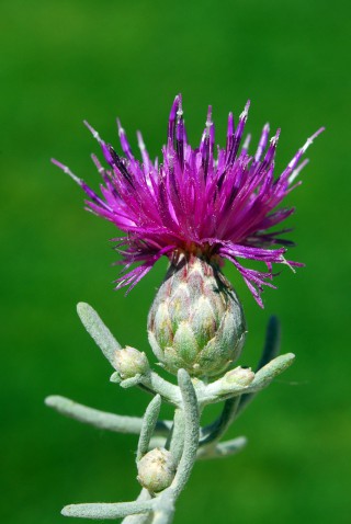 Centaurea akamantis