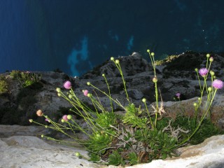 Cheirolophus crassifolius