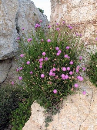 Cheirolophus crassifolius