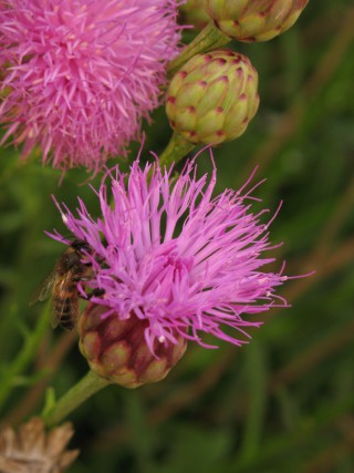Cheirolophus crassifolius