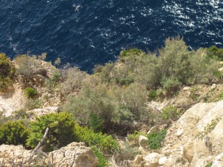 Cremnophyton lanfrancoi