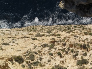 Cremnophyton lanfrancoi