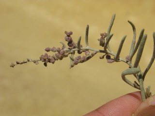 Cremnophyton lanfrancoi