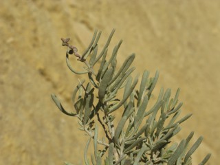 Cremnophyton lanfrancoi