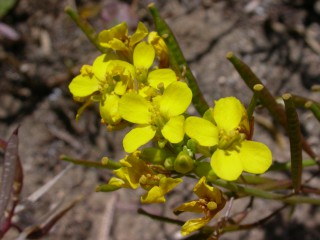 Diplotaxis siettiana