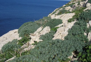 Euphorbia margalidiana