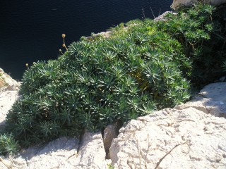 Euphorbia margalidiana