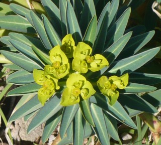 Euphorbia margalidiana