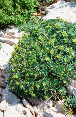 Euphorbia margalidiana