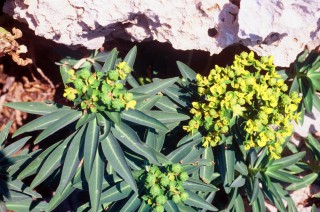 Euphorbia margalidiana