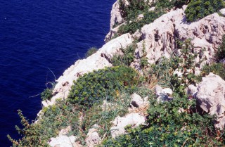 Euphorbia margalidiana