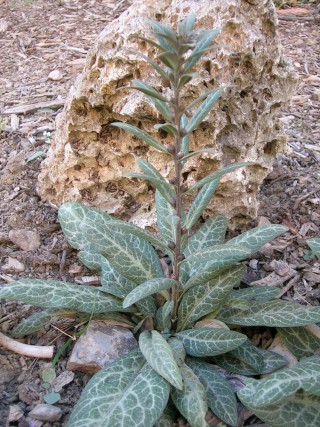 Lysimachia minoricensis