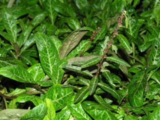 Lysimachia minoricensis