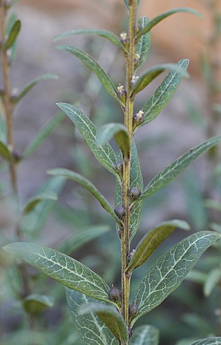 Lysimachia minoricensis