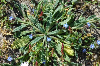 Anchusa crispa