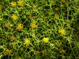 Femeniasia balearica